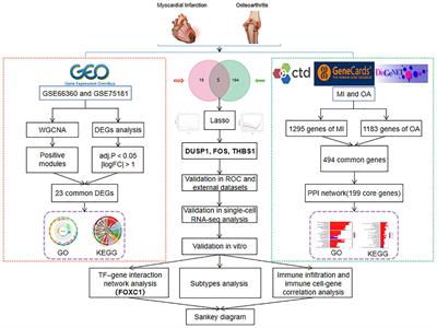 Systems biology-based analysis exploring shared biomarkers and pathogenesis of myocardial infarction combined with osteoarthritis